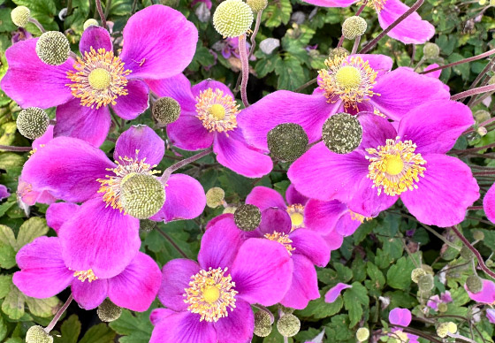 Herbst-Anemone Emmy Deep Rose