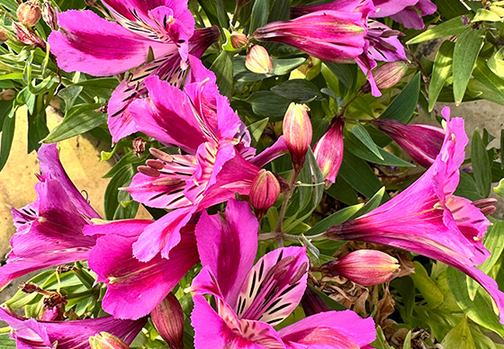 Inkalilie Colorita® Mulan