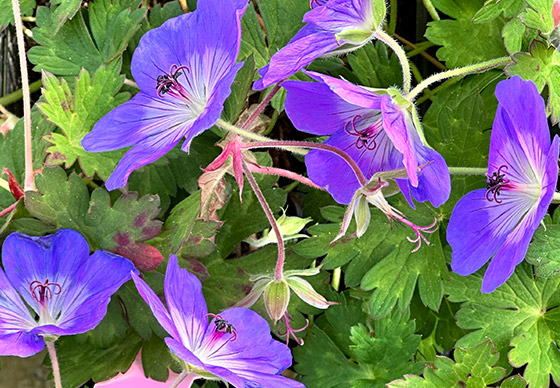 Storchschnabel Rozanne®