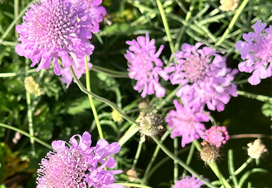 Tauben-Skabiose Pink Mist