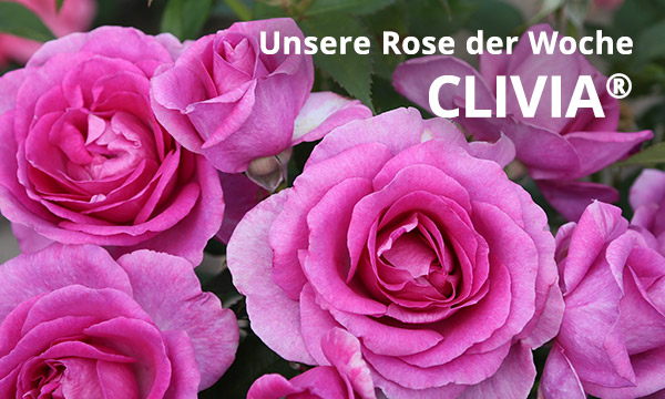 Beetrosen-Neuheit Clivia®