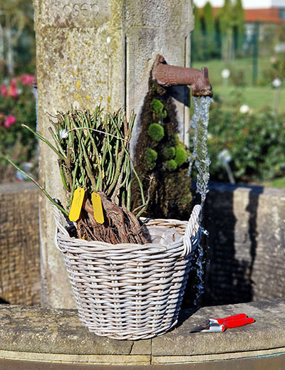 5er-Bund wurzelnackte Rosen