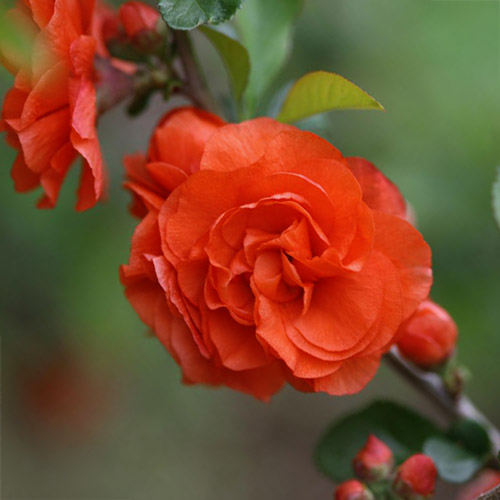 Dornenlose Zierquitte Orange Storm -S-
