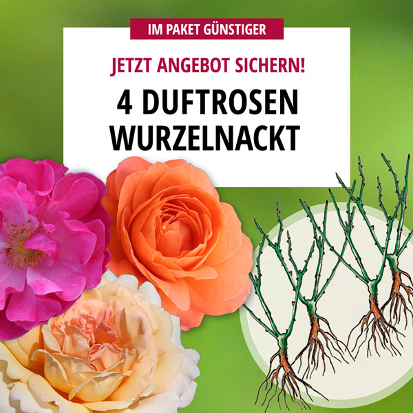 4er-Paket Gartenrosen