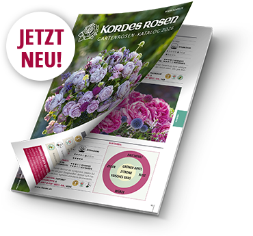 Katalog 2026 - Jetzt durchblättern