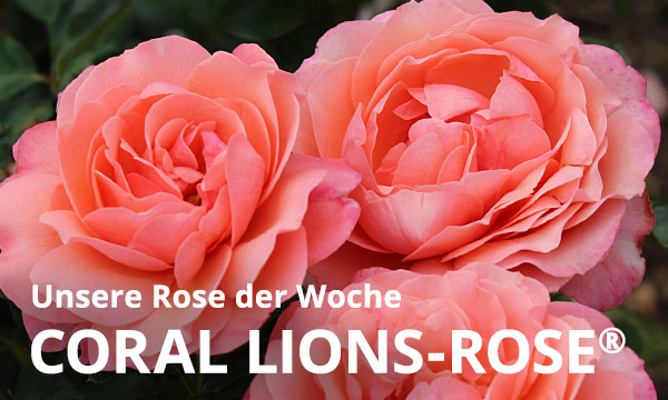 Coral Lions-Rose®