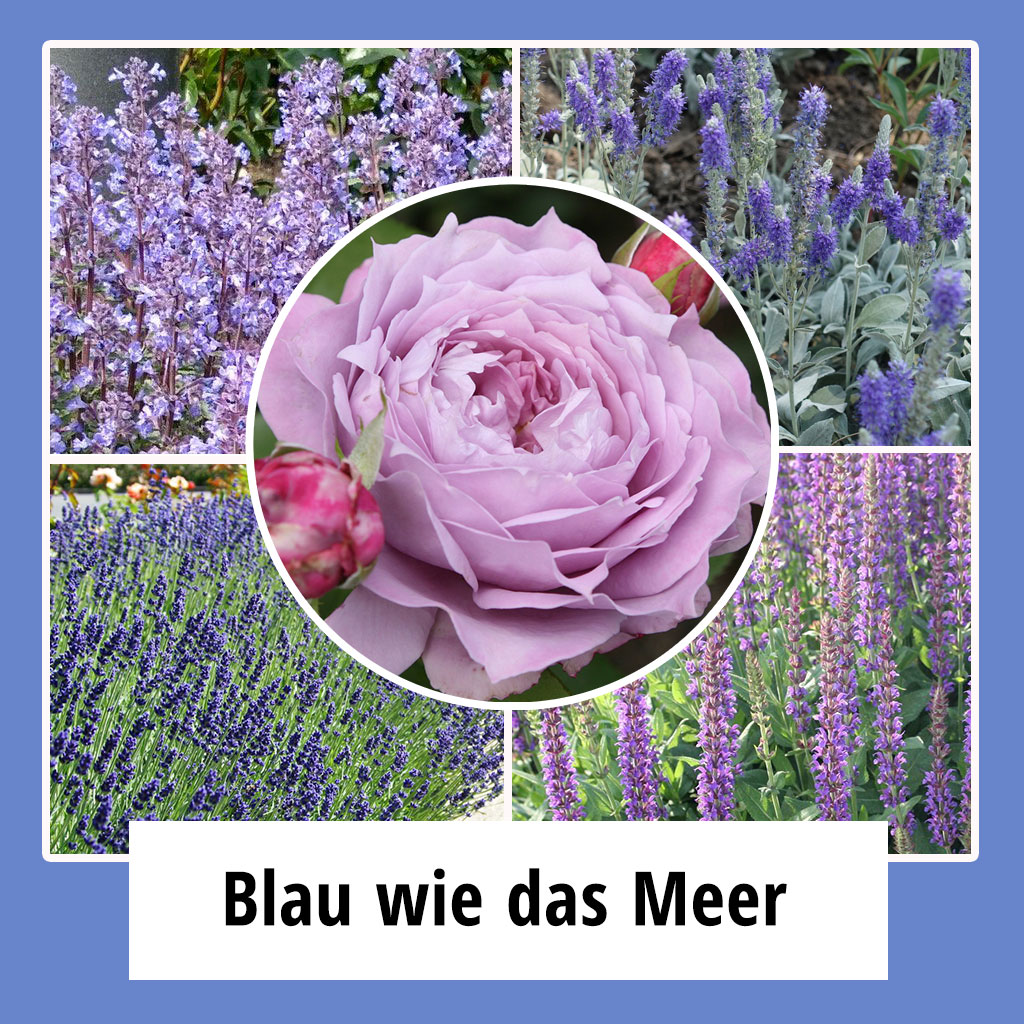 Farbpaket Blau wie das Meer