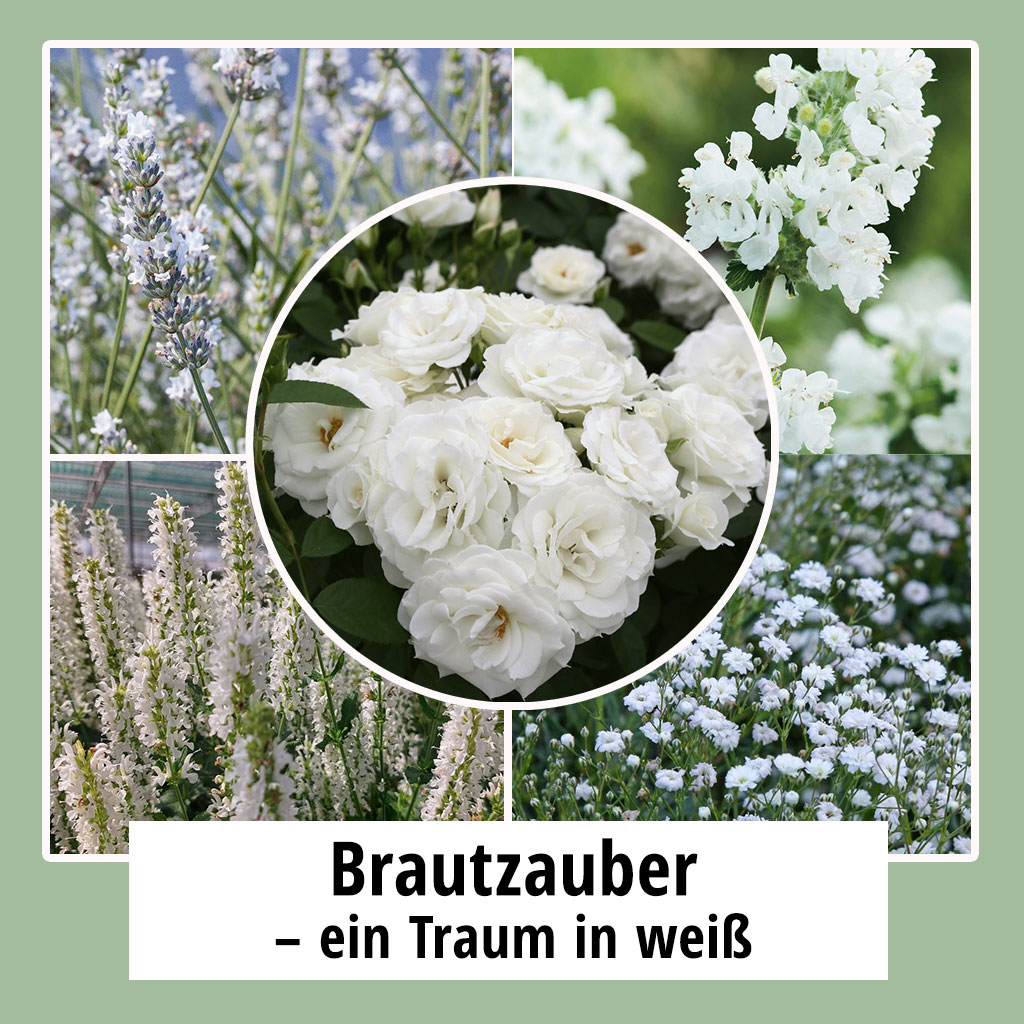 Farbpaket Brautzauber
