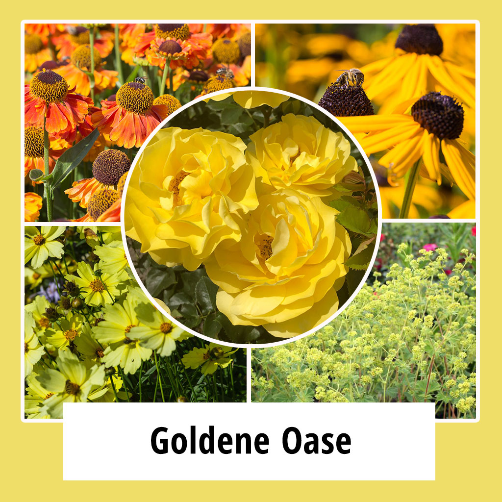 Farbpaket Goldene Oase