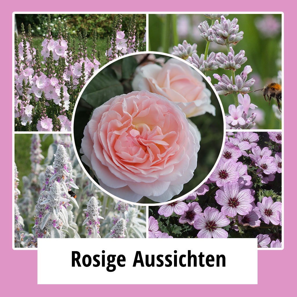 Farbpaket Rosige Aussichten