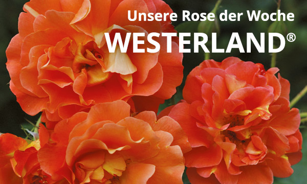 Westerland®