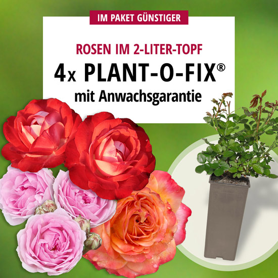 4er-Paket Plant-o-fix®