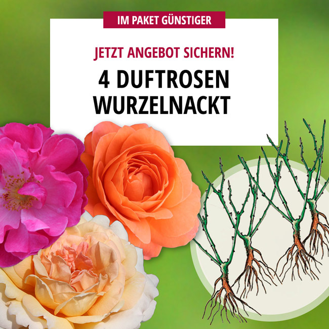 4er-Paket wurzelnackte Duftrosen