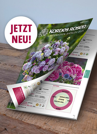 Gartenrosen-Katalog 2026