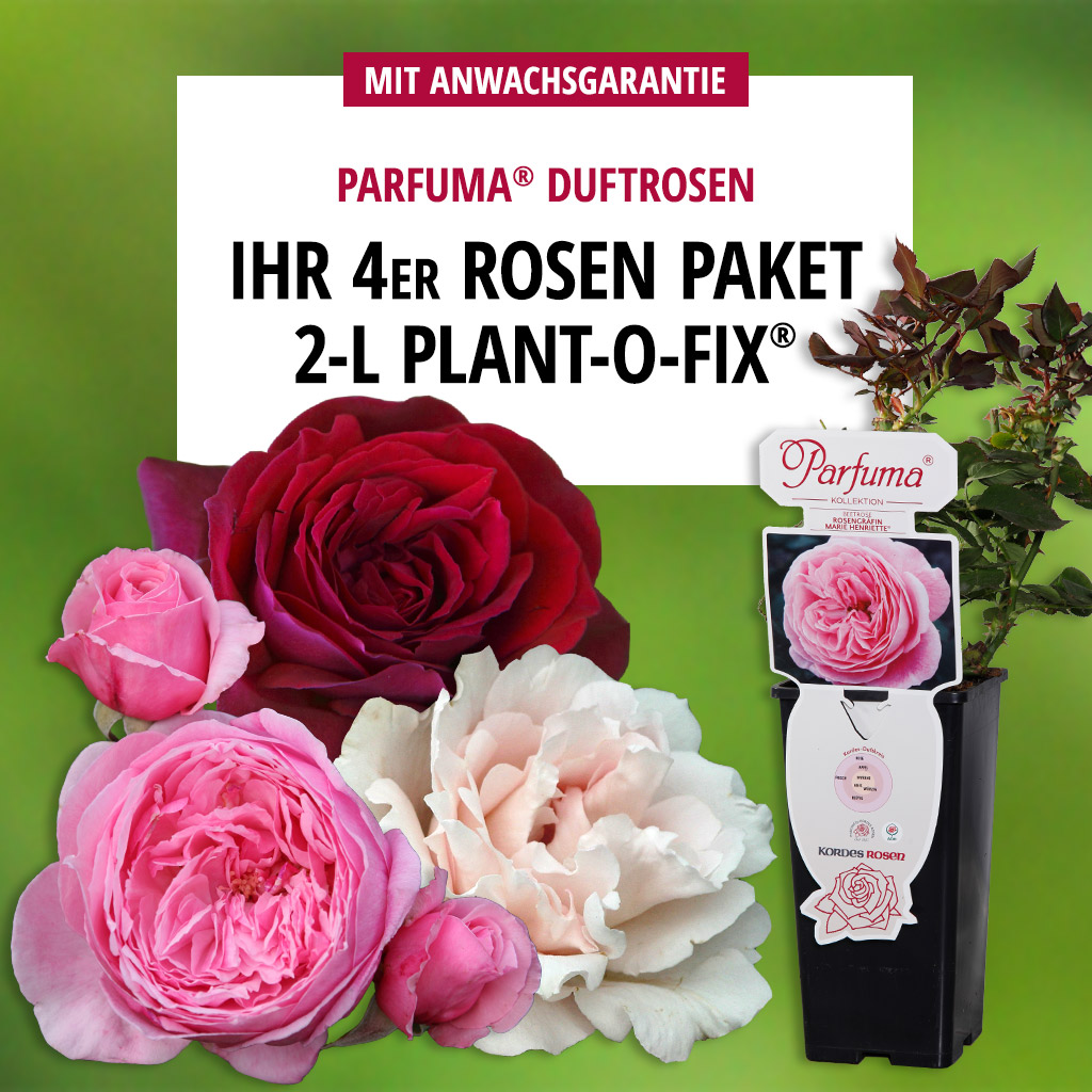 4er-Paket Plant-o-fix® Duftrosen 