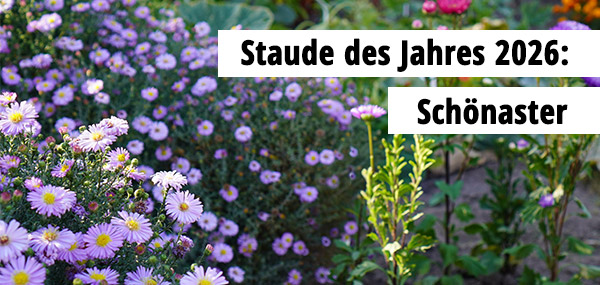 Staude des Jahres Staude des Jahres