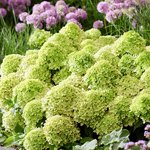 Bodendecker-Rispenhortensie Groundbreaker® Greeny