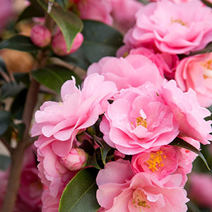 Kamelie Spring Festival