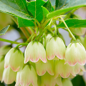 Prachtglocke Prettycoat®