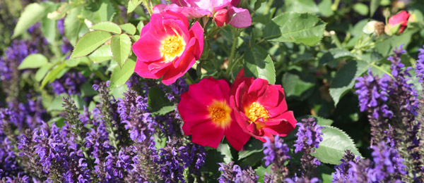 Rosenbegleiter
