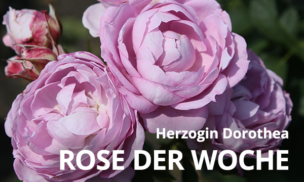 Herzogin Dorothea
