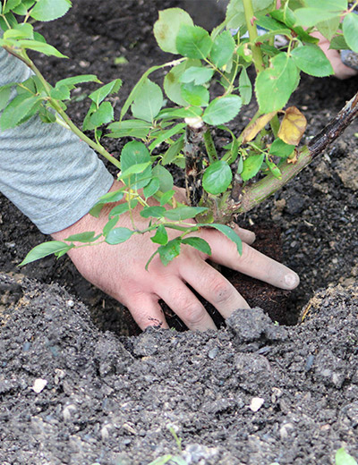 Rosenpraxis Februar: Rosen umpflanzen