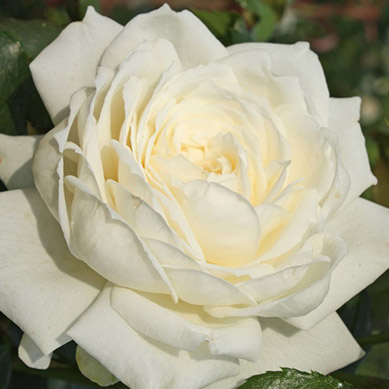 Kletterrose Alaska®