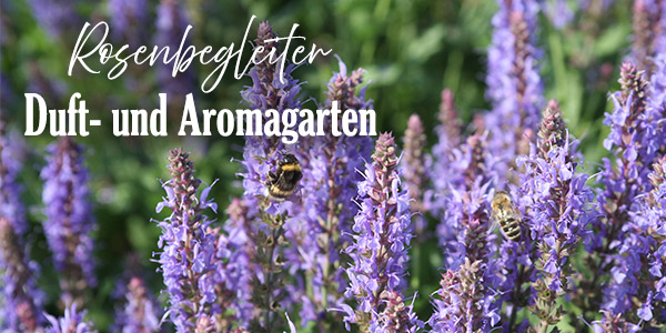 Duft- und Aromagarten