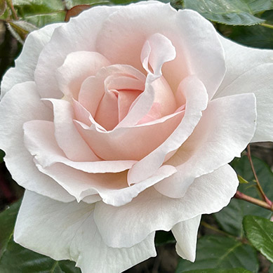 Beetrose Constanze Mozart®