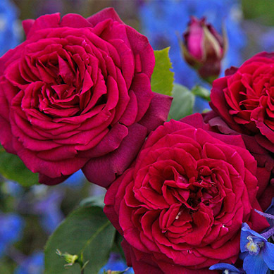 Edelrose Gräfin Diana®