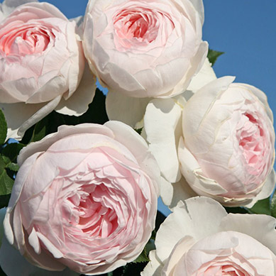 Beetrose Herzogin Christiana®