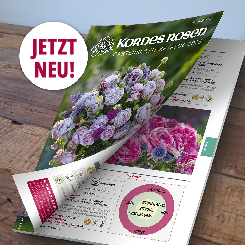 Gartenrosenkatalog 2026