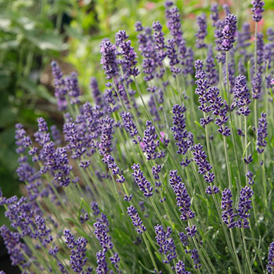 Lavendel Hidcote Compact Blue