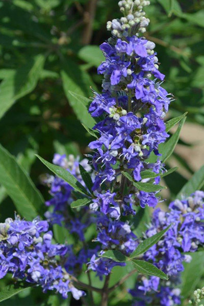 Mönchspfeffer Blue Puffball