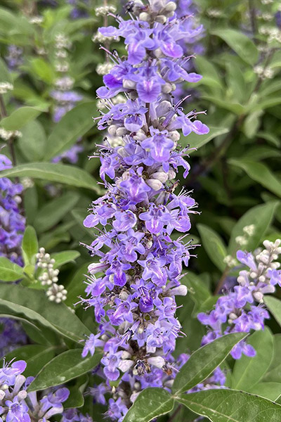 Mönchspfeffer Magical® Summertime Blues Mönchspfeffer Magical® Summertime Blues