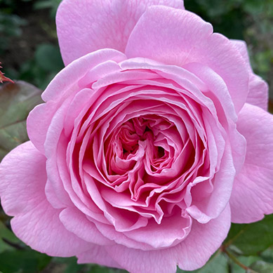 Beetrose Rosengräfin Marie Henriette®