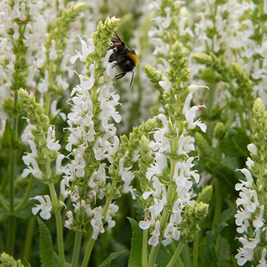 Ziersalbei Schneehügel