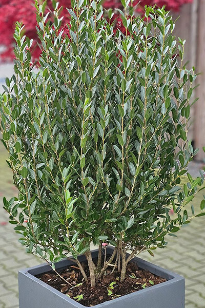 Schmalblättrige Steinlinde Grandprix Schmalblättrige Steinlinde Grandprix