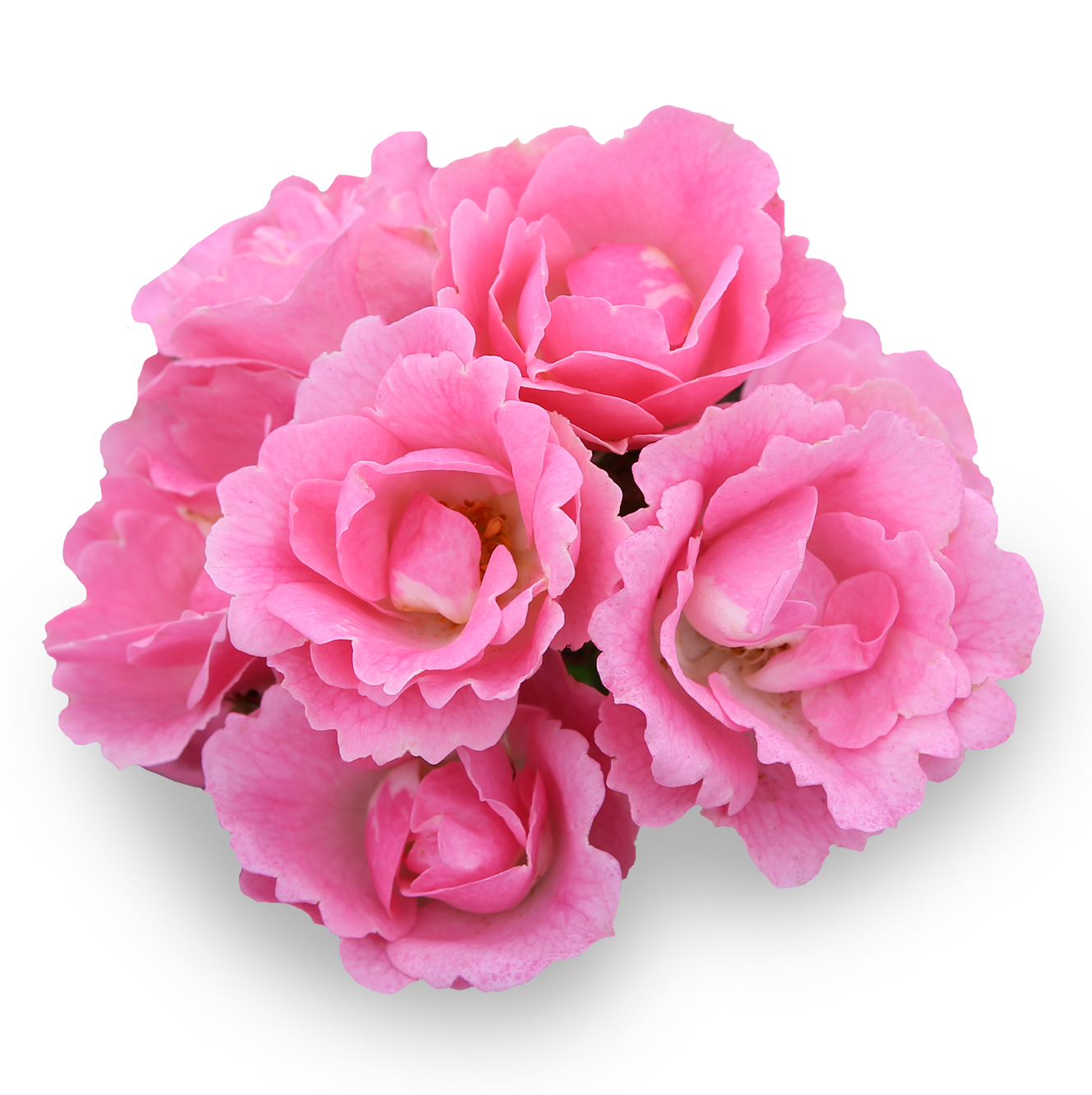 Roselina®