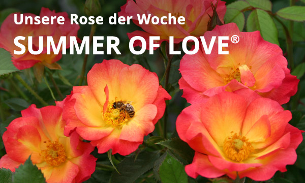 Summer of Love®