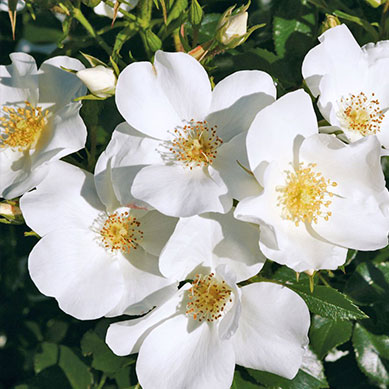 Kleinstrauchrose Escimo®