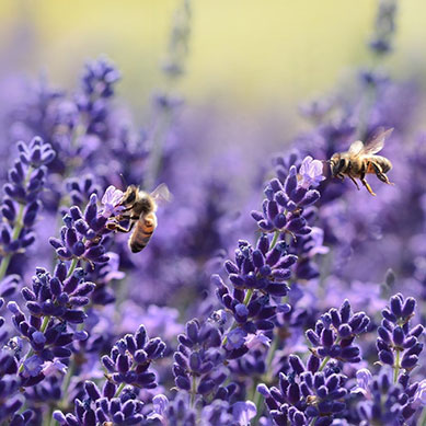 Lavendel Dwarf Blue