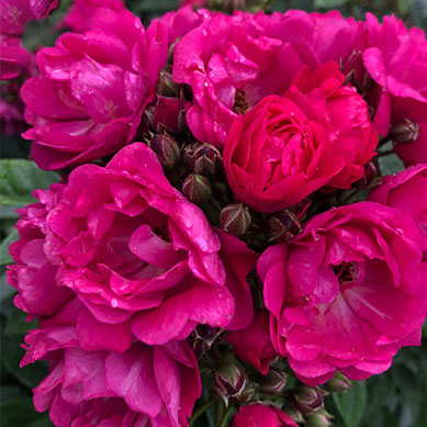 Kleinstrauchrose Perfumy Siluetta®