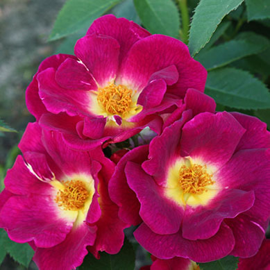 Kleinstrauchrose Weg der Sinne®