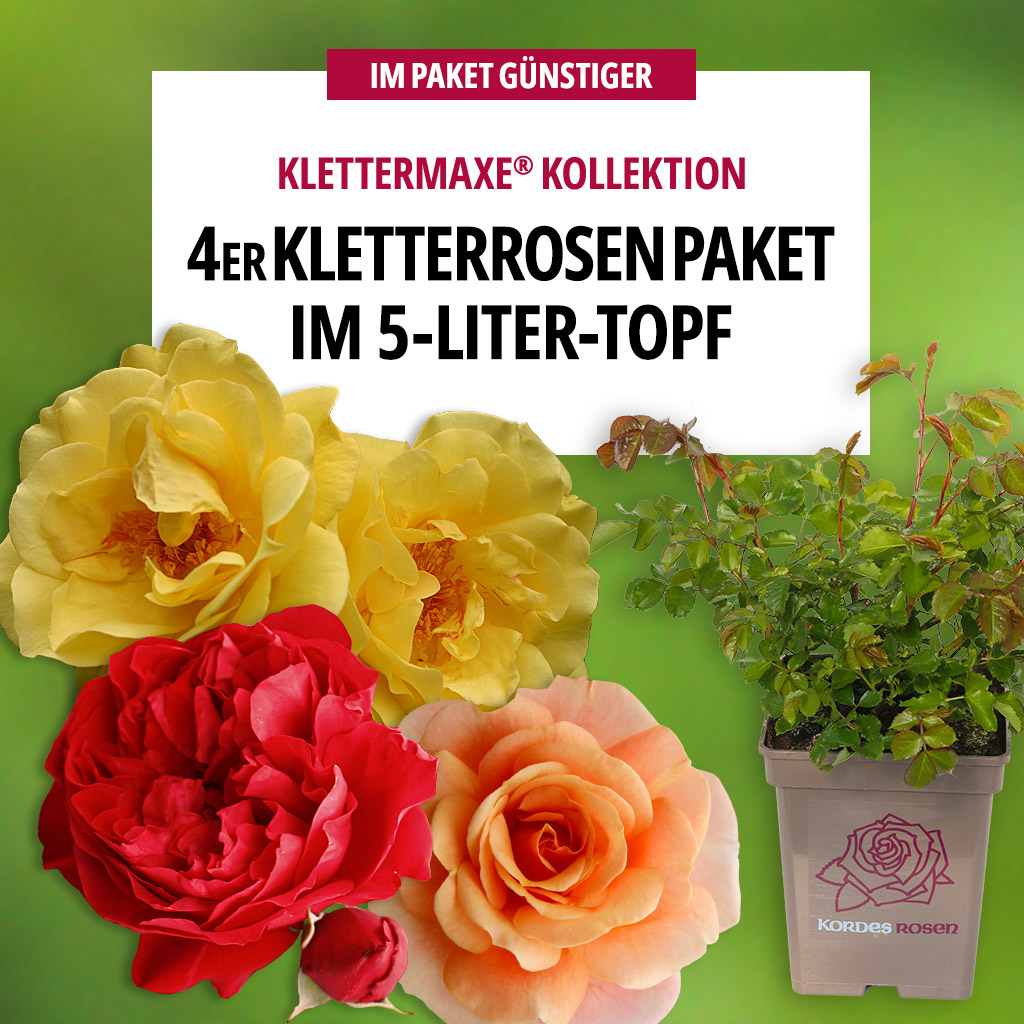 4er-Paket Klettermaxe® Kletterrosen 
