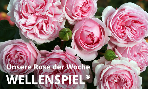 Wellenspiel®