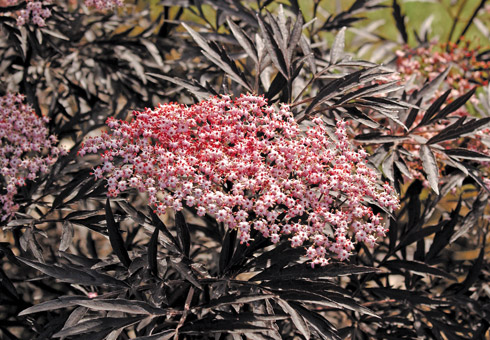  Schwarzer Holunder Black Lace® 