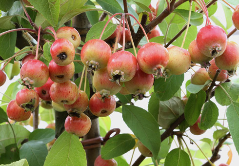 Zier-Apfel Evereste®