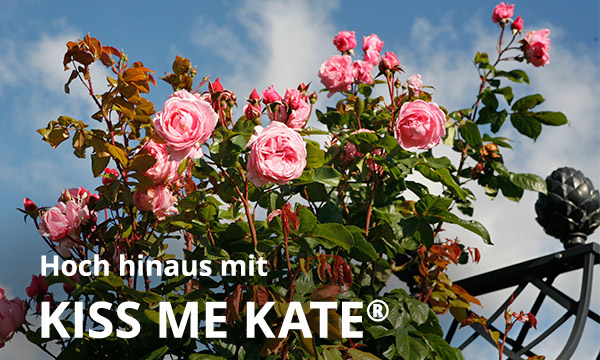 Kiss me Kate®