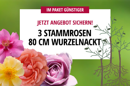 Angebot 3er-Paket Stammrosen